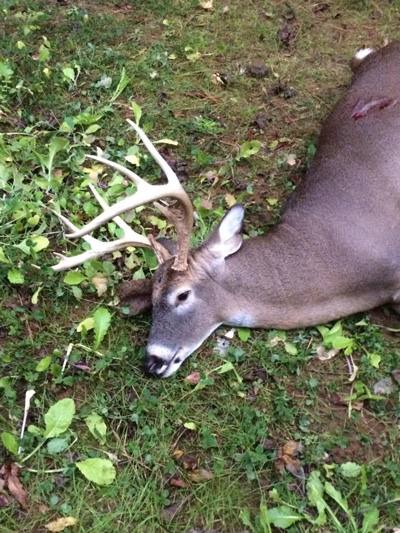 A whitetail buck