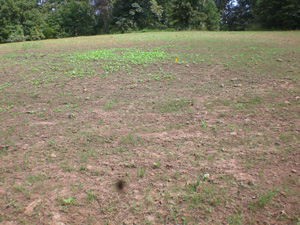 A food plot coming in